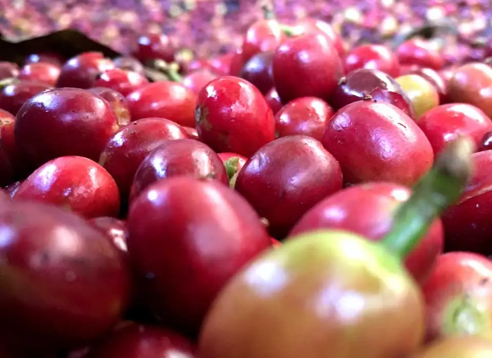 Taylor Lane Organic Coffee in Sebastopol, CA — photo 4