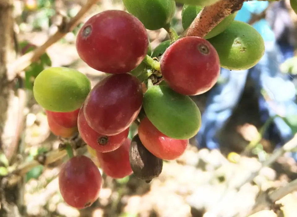 Taylor Lane Organic Coffee in Sebastopol, CA — photo 5