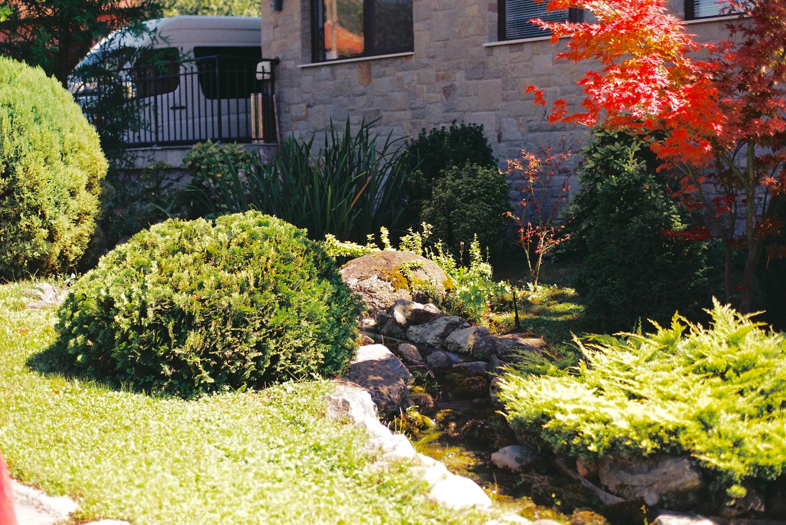 Stone path winding past topiary and a red Japanese maple